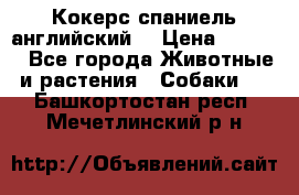 Кокерс спаниель английский  › Цена ­ 4 500 - Все города Животные и растения » Собаки   . Башкортостан респ.,Мечетлинский р-н